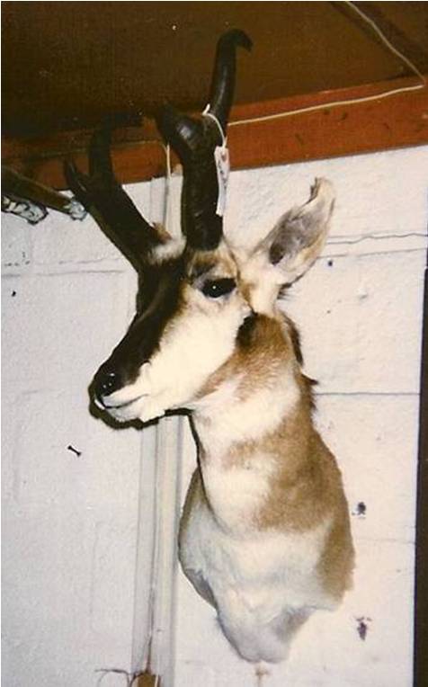 Antelope1