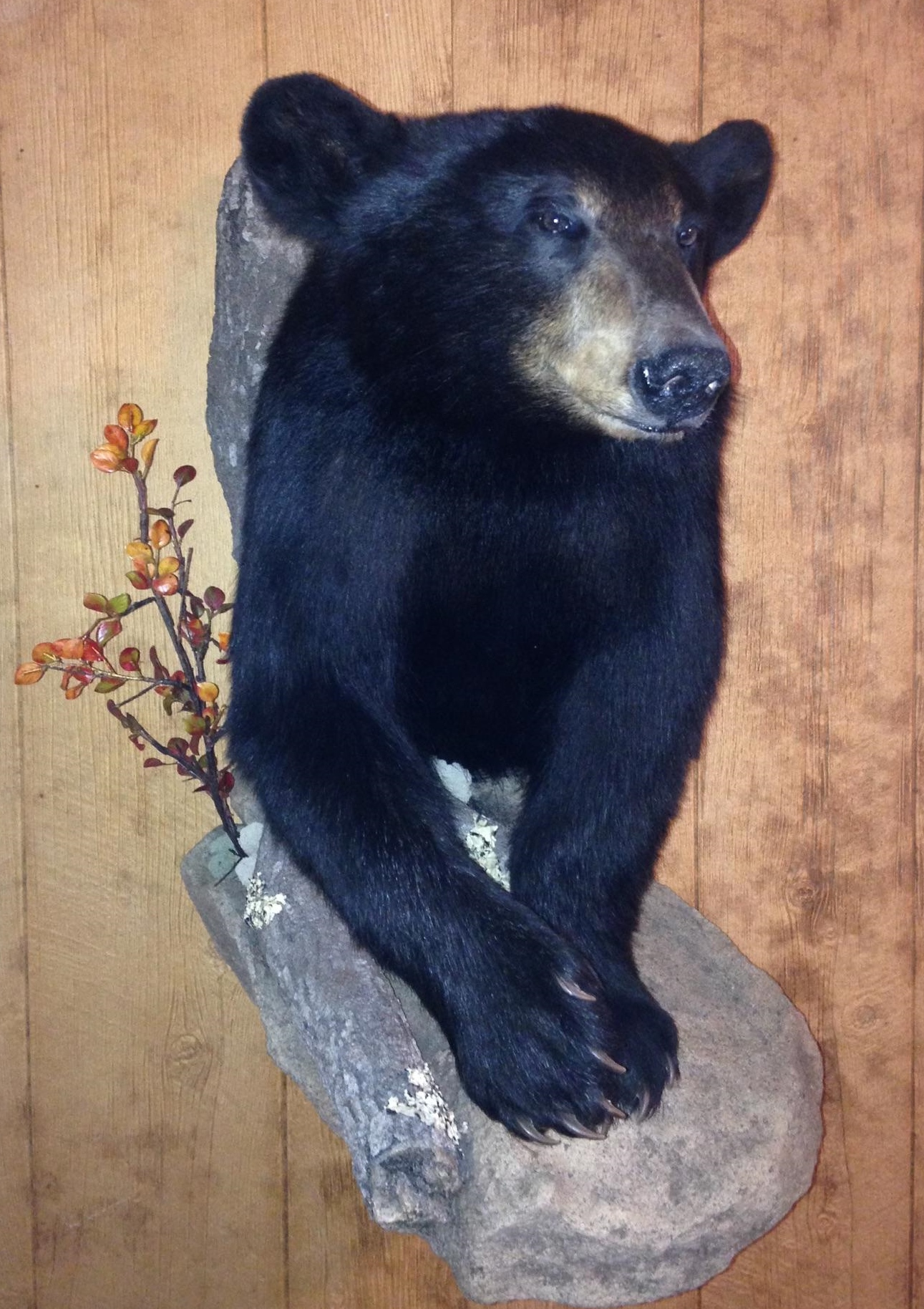 Black bear with habitat