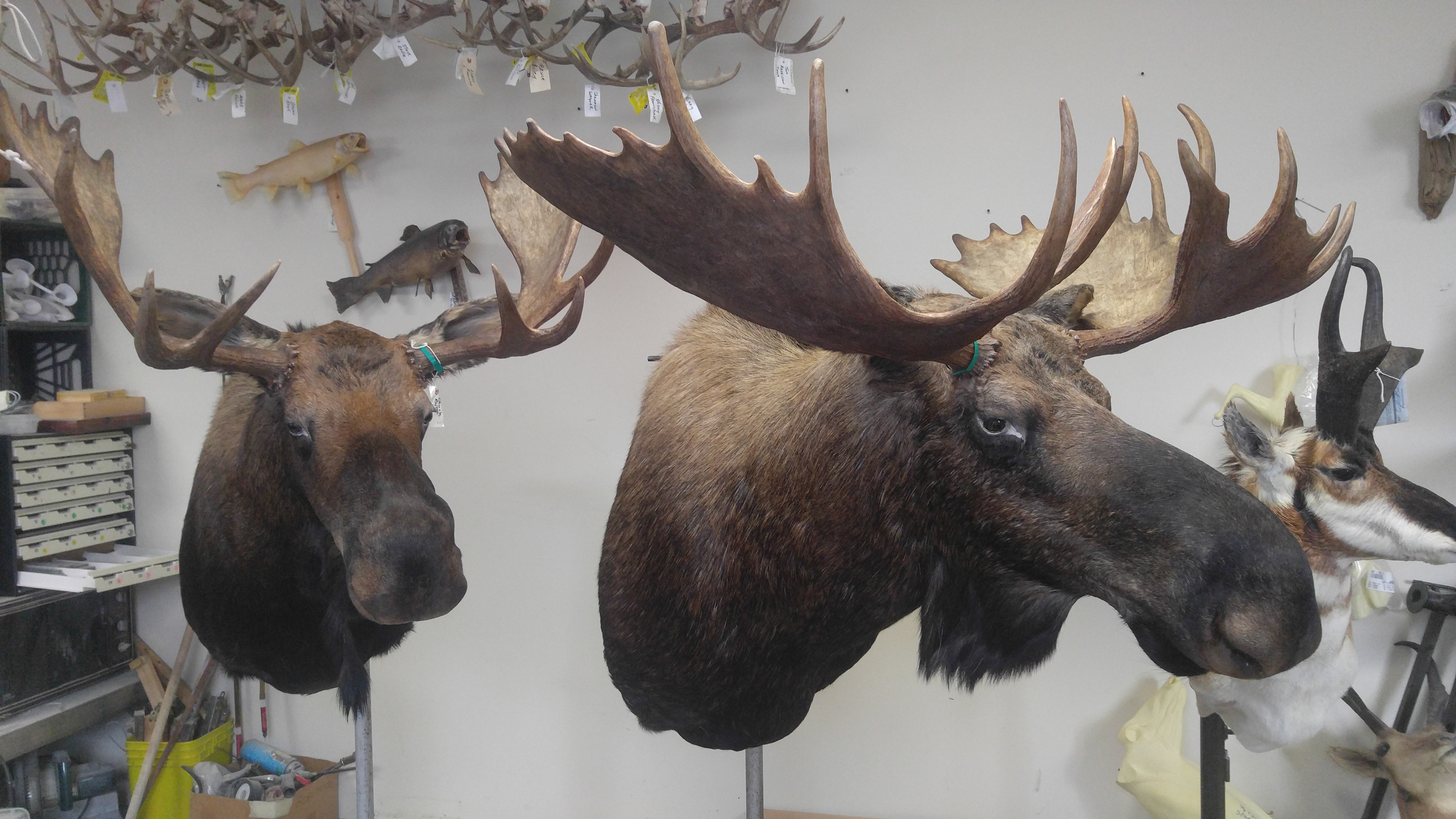 Chris Pisanchyn & Chuck Rutt Alaskan Moose