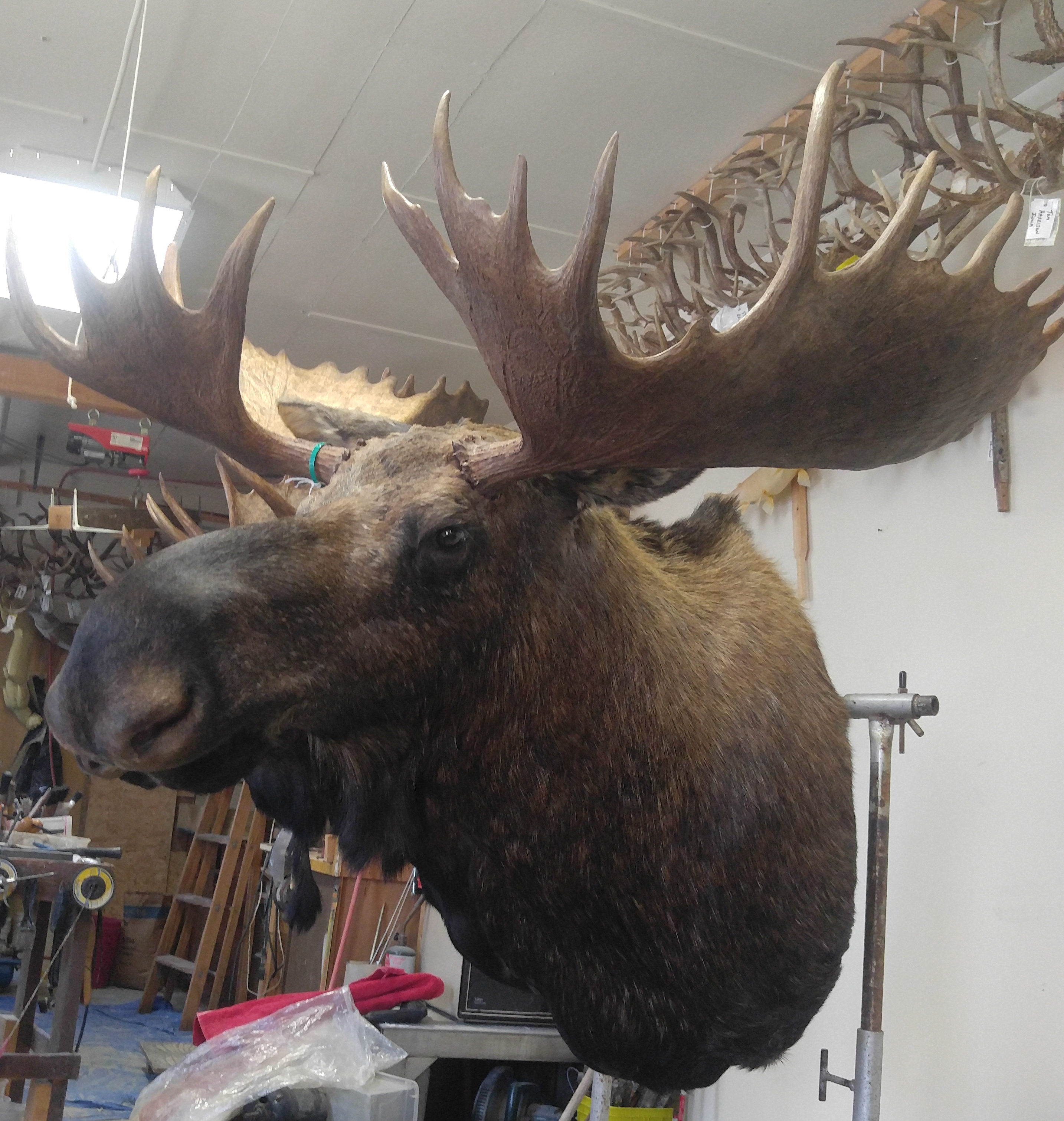 Chris Pisanchyn Alaskan Moose