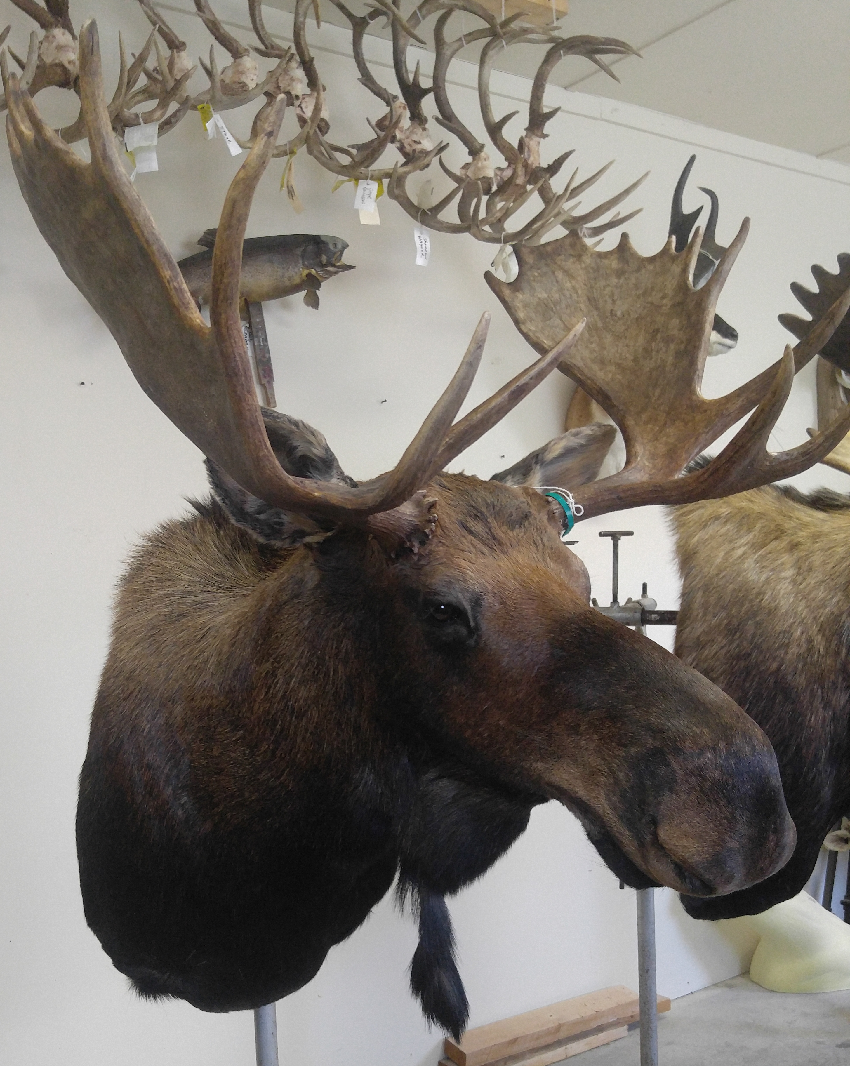 Chuck Rutt Alaskan Moose