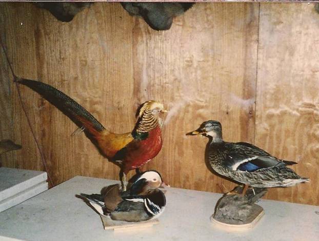 Ducks & Golden Pheasant