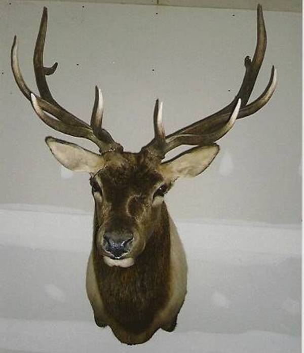 Ed Kochanski Elk