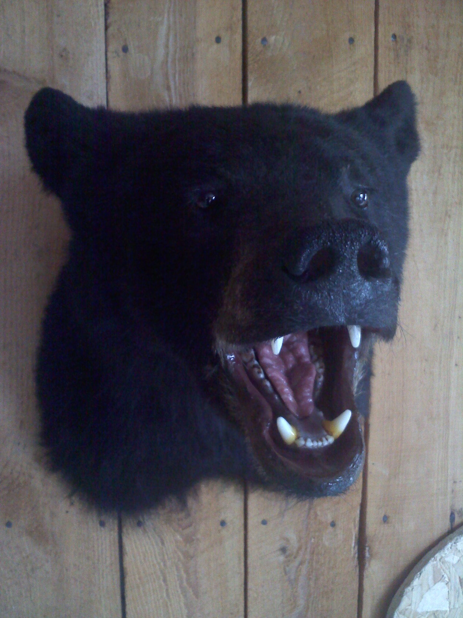 Fuller Black Bear