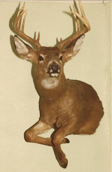 Half Deer