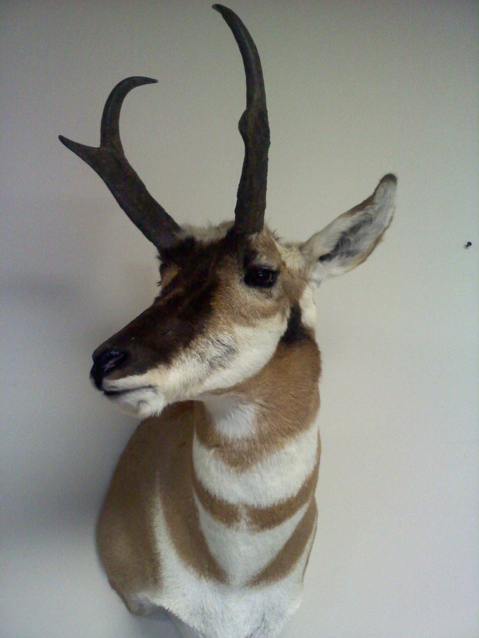 Henry Wesolowski Antelope