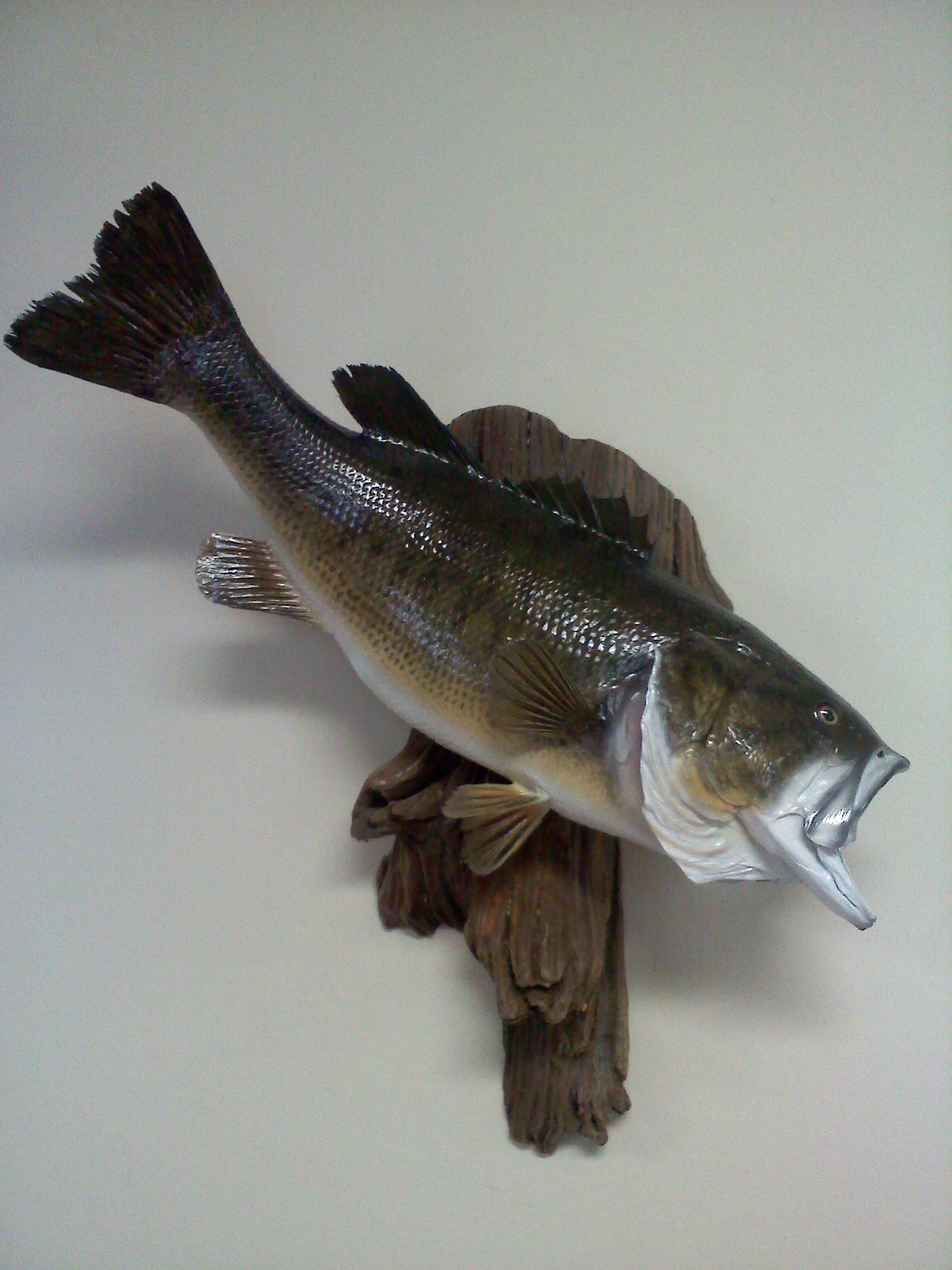 Kulick Largemouth Bass