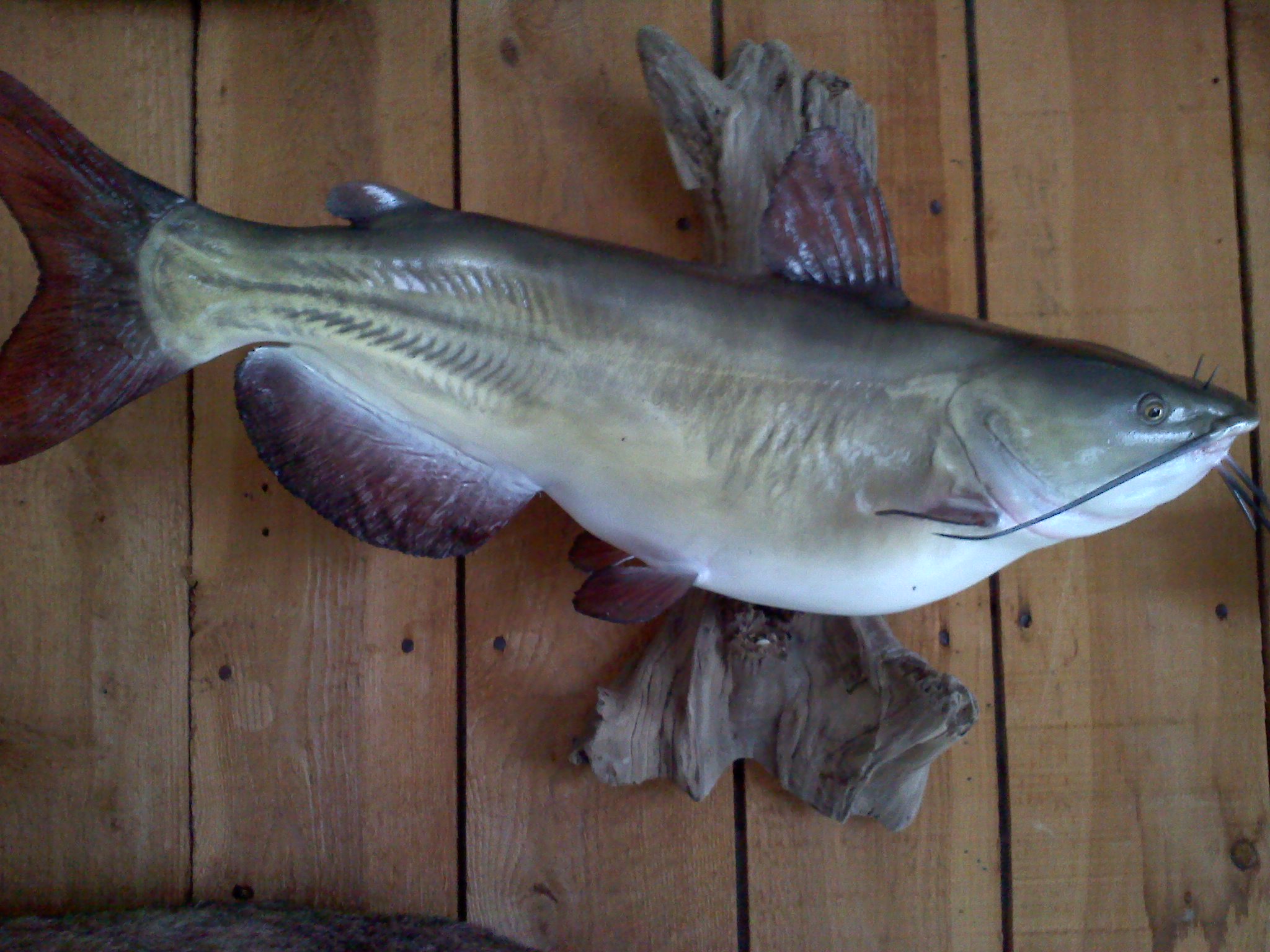 Reproduction Channel Catfish