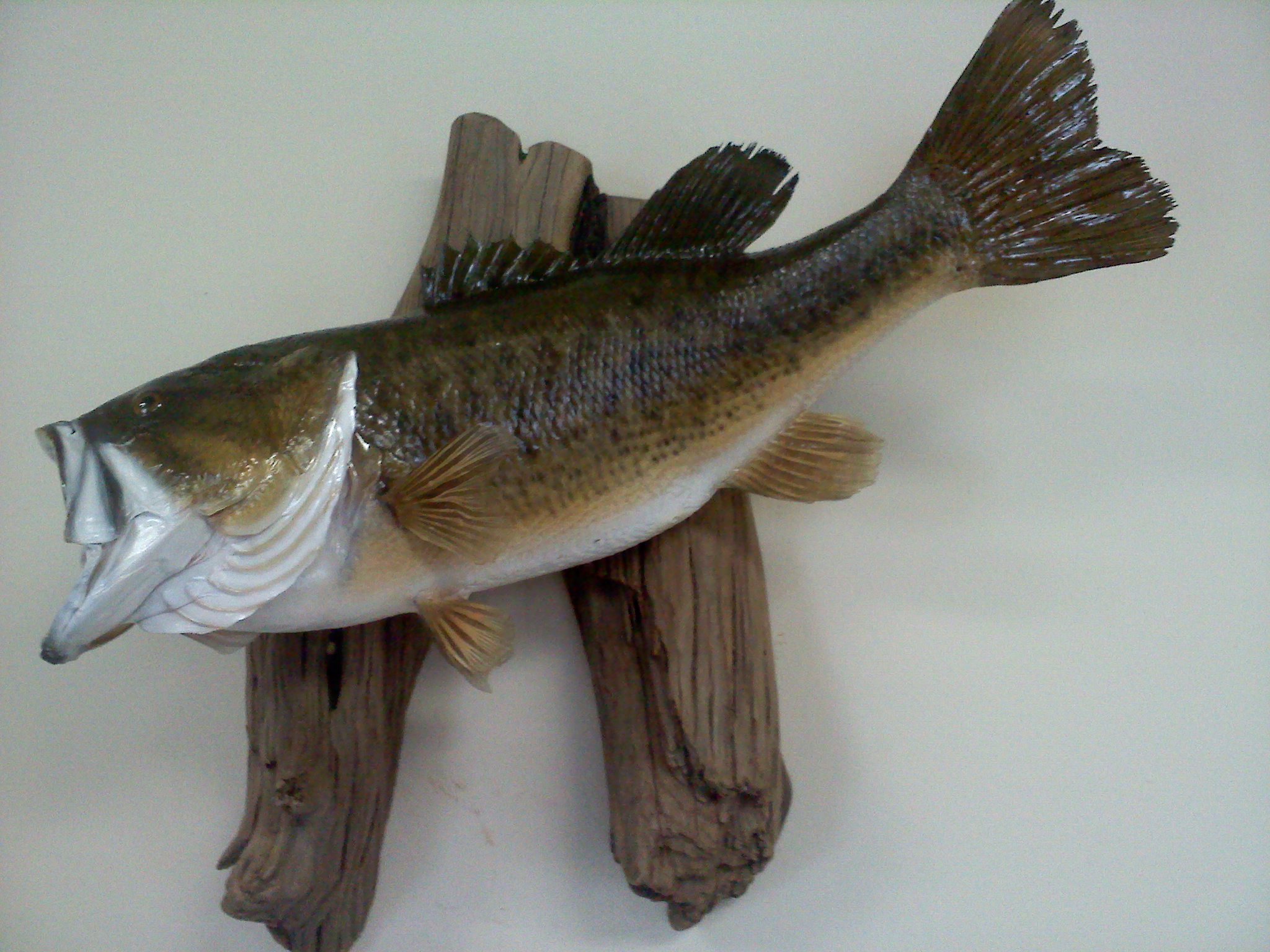 Ron Glossinger Largemouth Bass