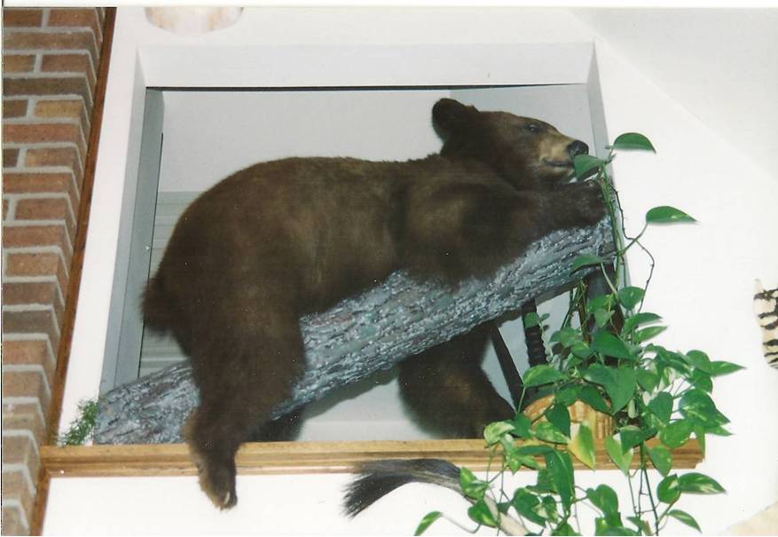 Small Bear Laying on Limb