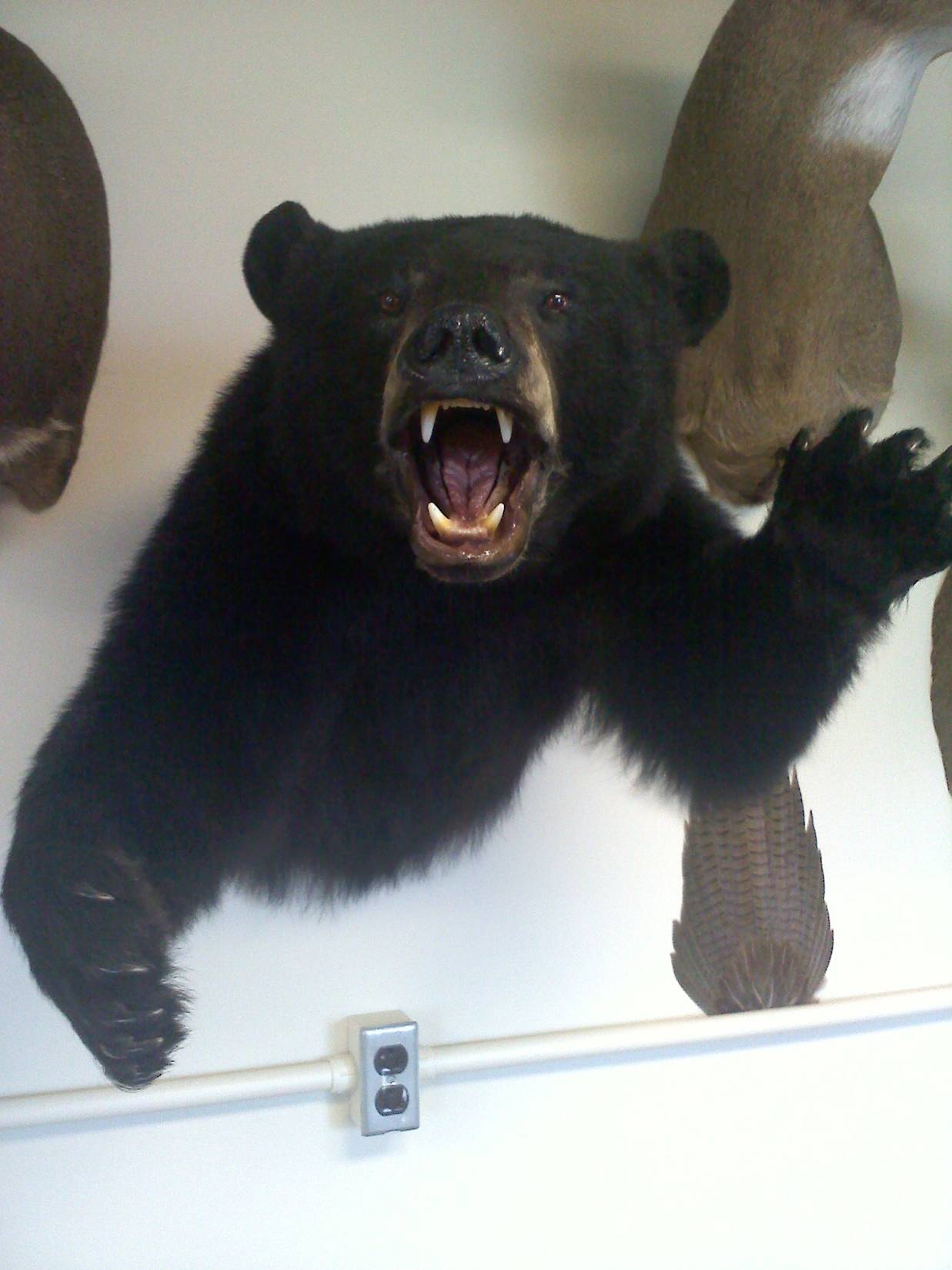 Vanblarcom half mount black bear