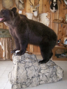 1-7-2011 Henry Baldasarri Alaskan Brown Bear