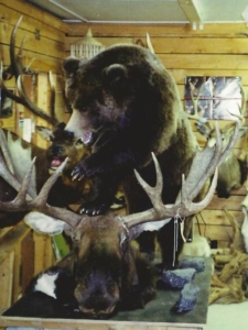 Alaskan Brown Bear & Moose