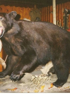 Black Bear1