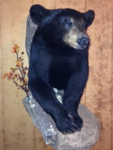 Black bear with habitat