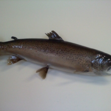 Brown Trout for sale