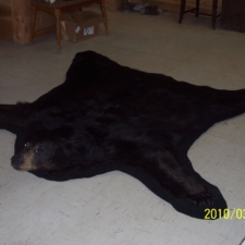 Closed mouth black bear rug