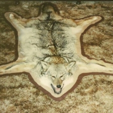 Coyote Rug