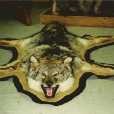Coyote Rug2