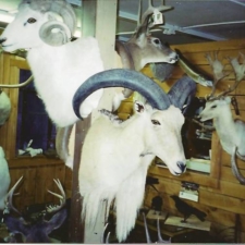 Dall Sheep & Other Goat