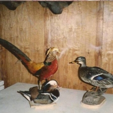 Ducks & Golden Pheasant