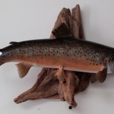 Keith Hallock Brown Trout #1