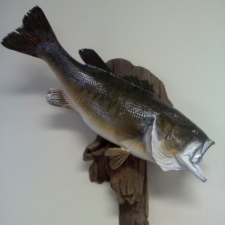 Kulick Largemouth Bass