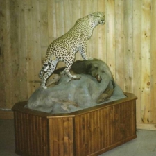 Leopard & Baboon
