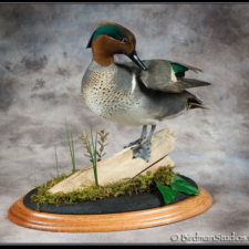 green_wing_teal[1]