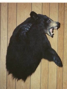half mount black bear