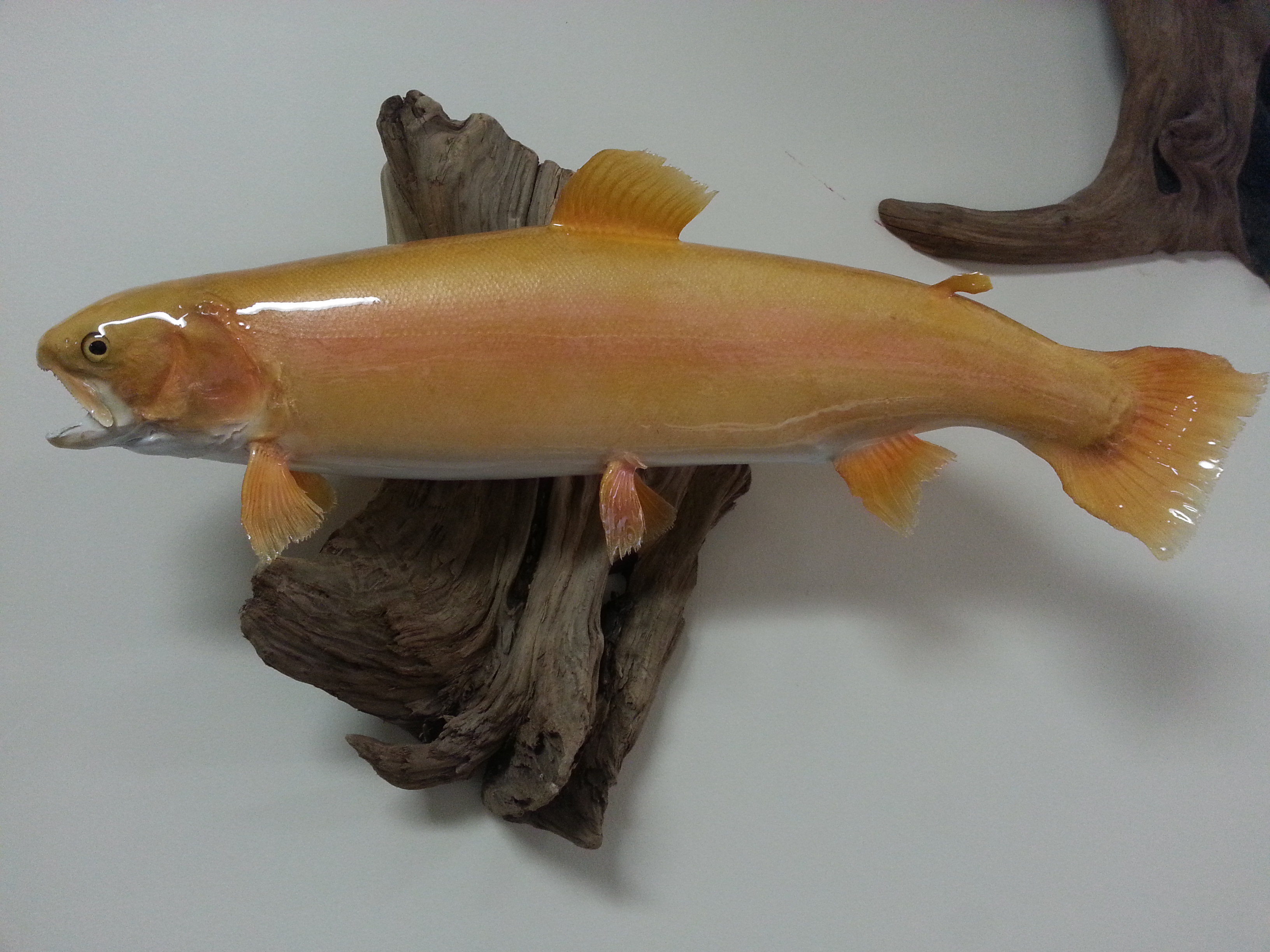 Brian Campbell Palamino