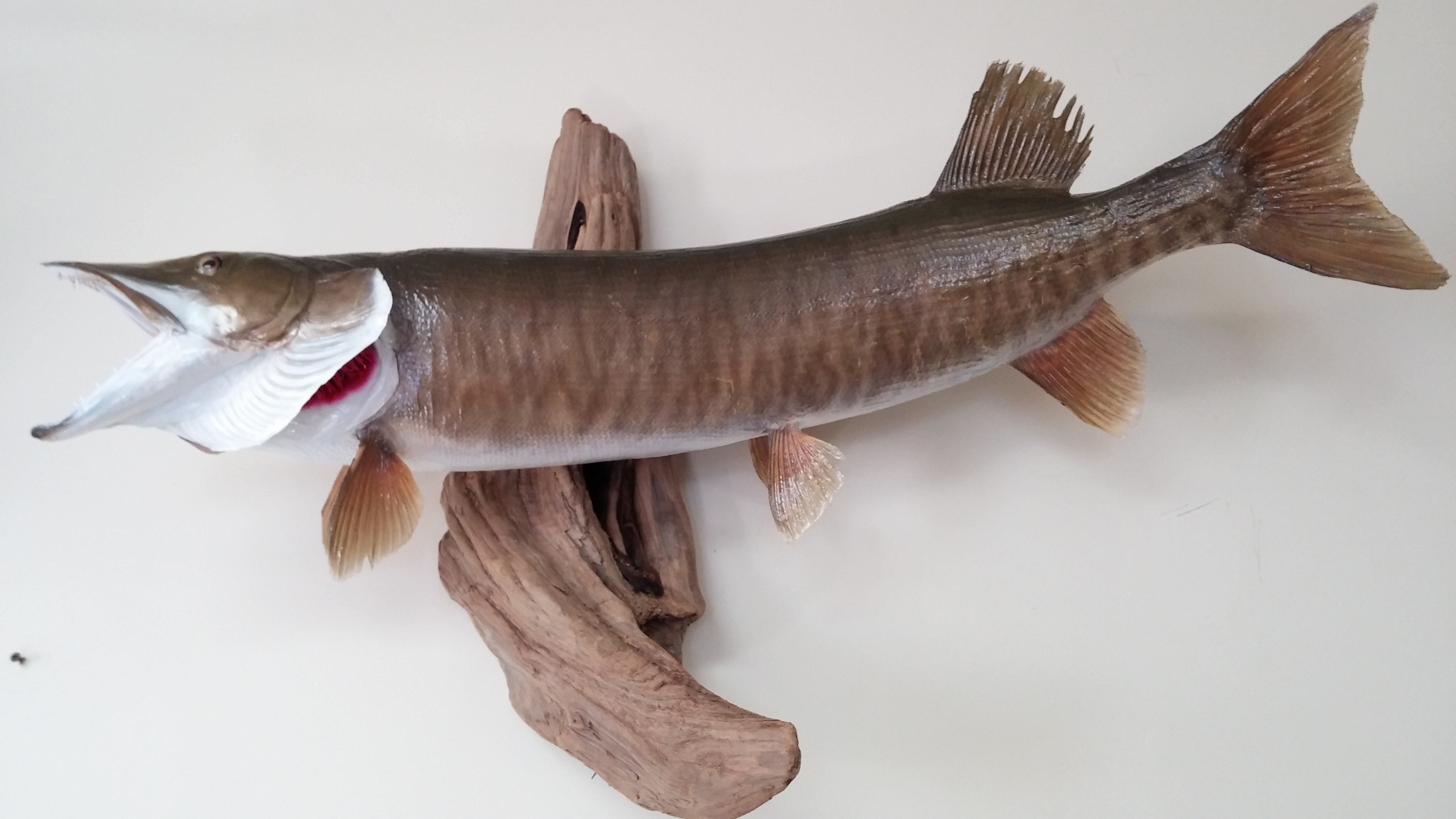 Bryan Jacobosky 2014