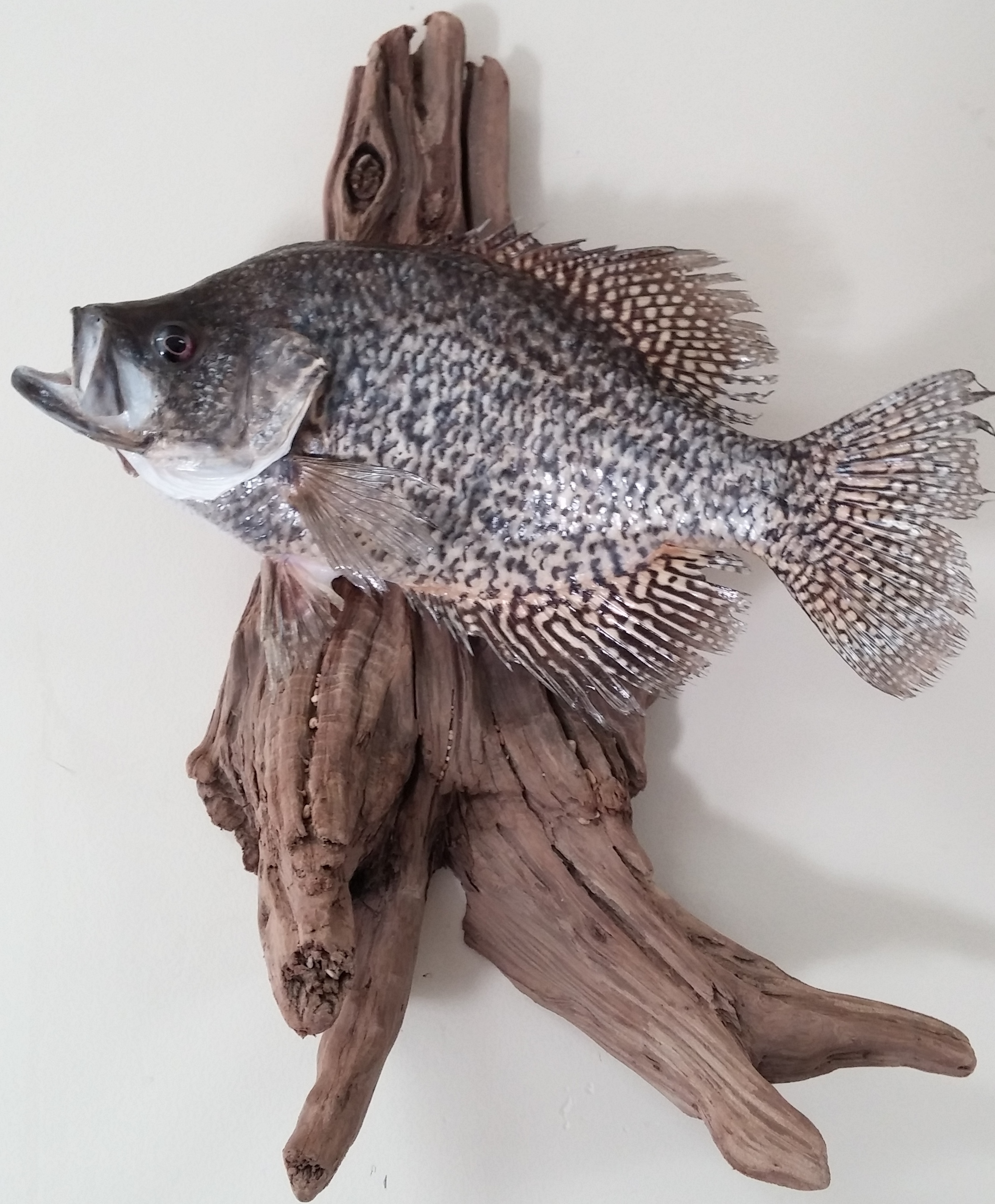Copertino Black Crappie