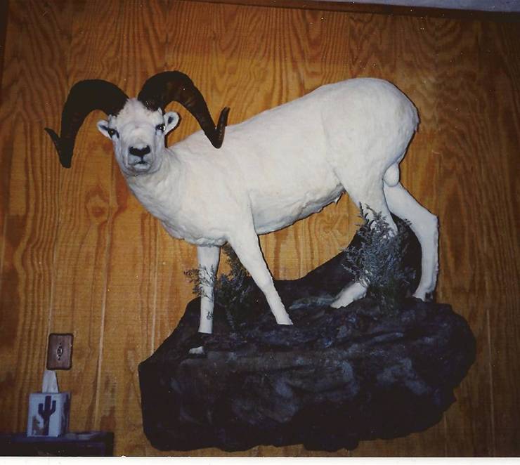 Dall Sheep