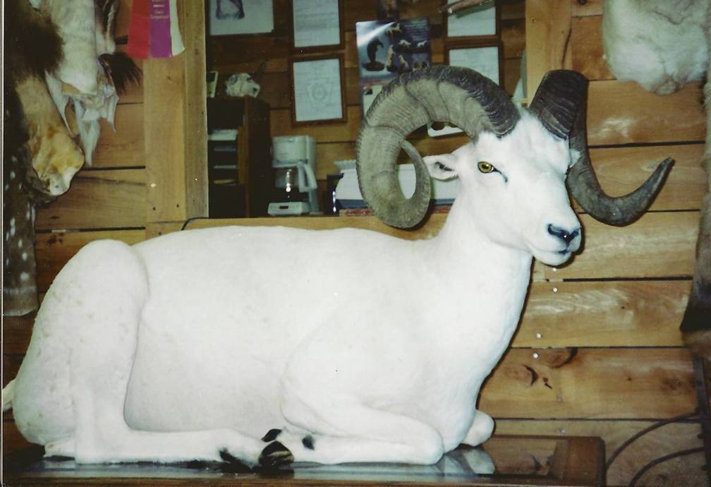 Dall Sheep1