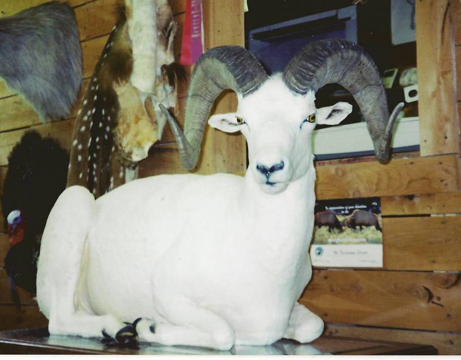 Dall Sheep2