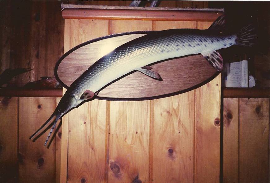 Gar