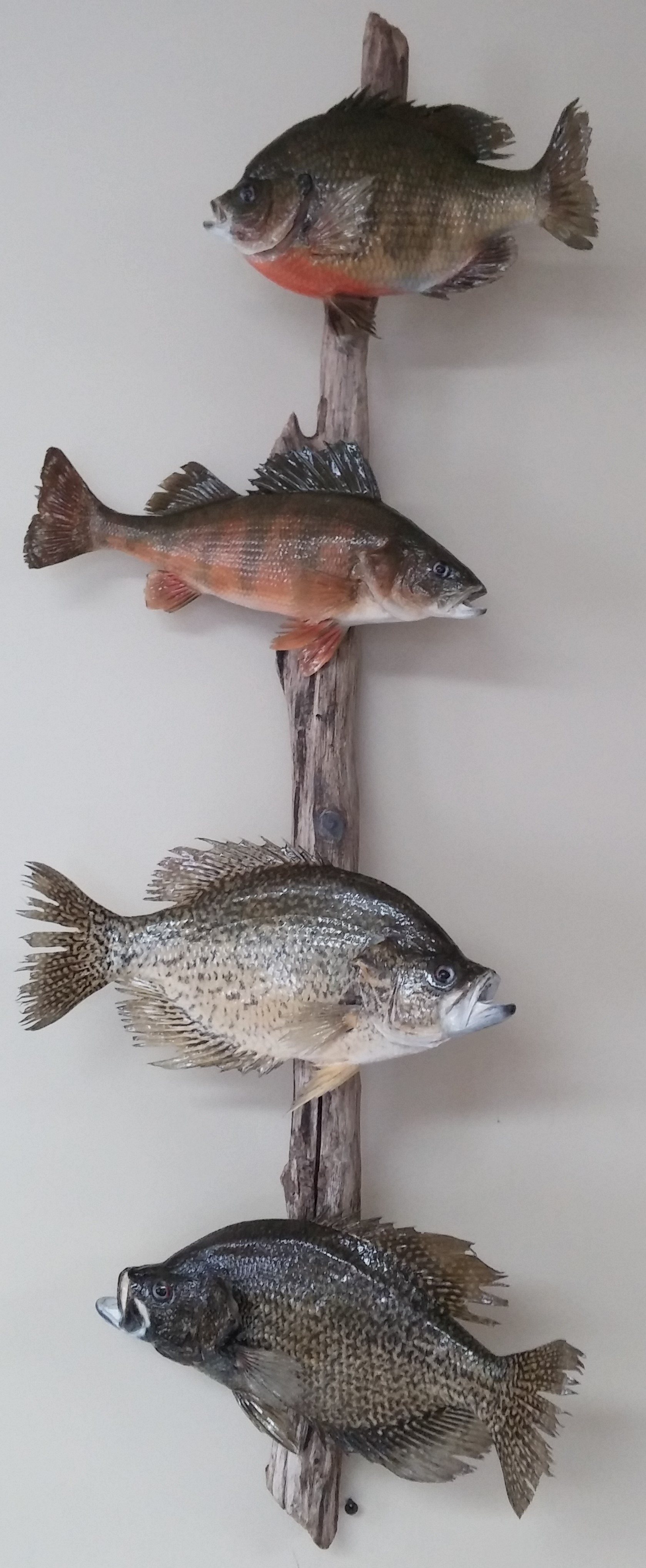 Jack Digwood 4 Pan Fish