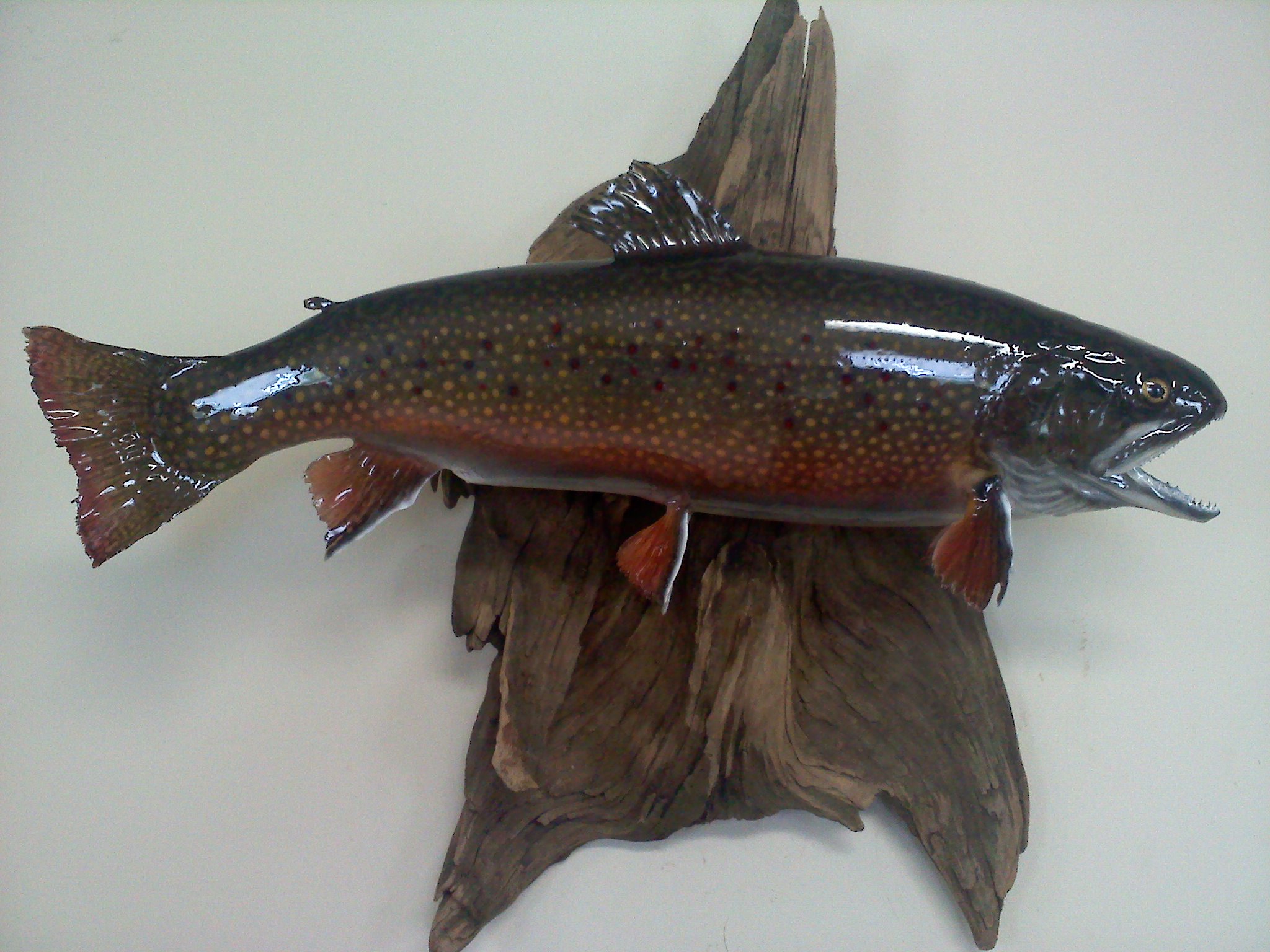 Jack Digwood Brookie