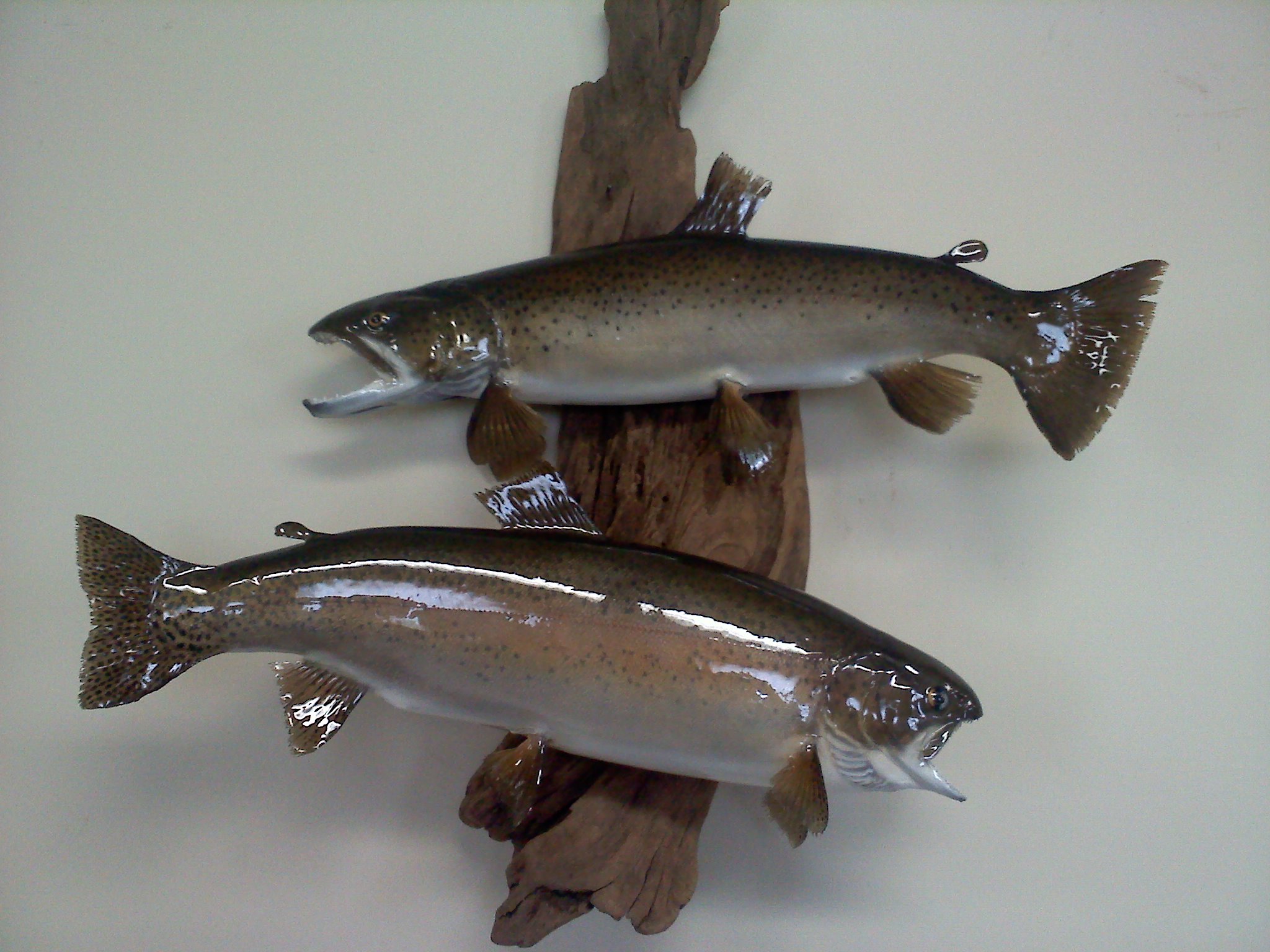 Jack Digwood Brown & Rainbow