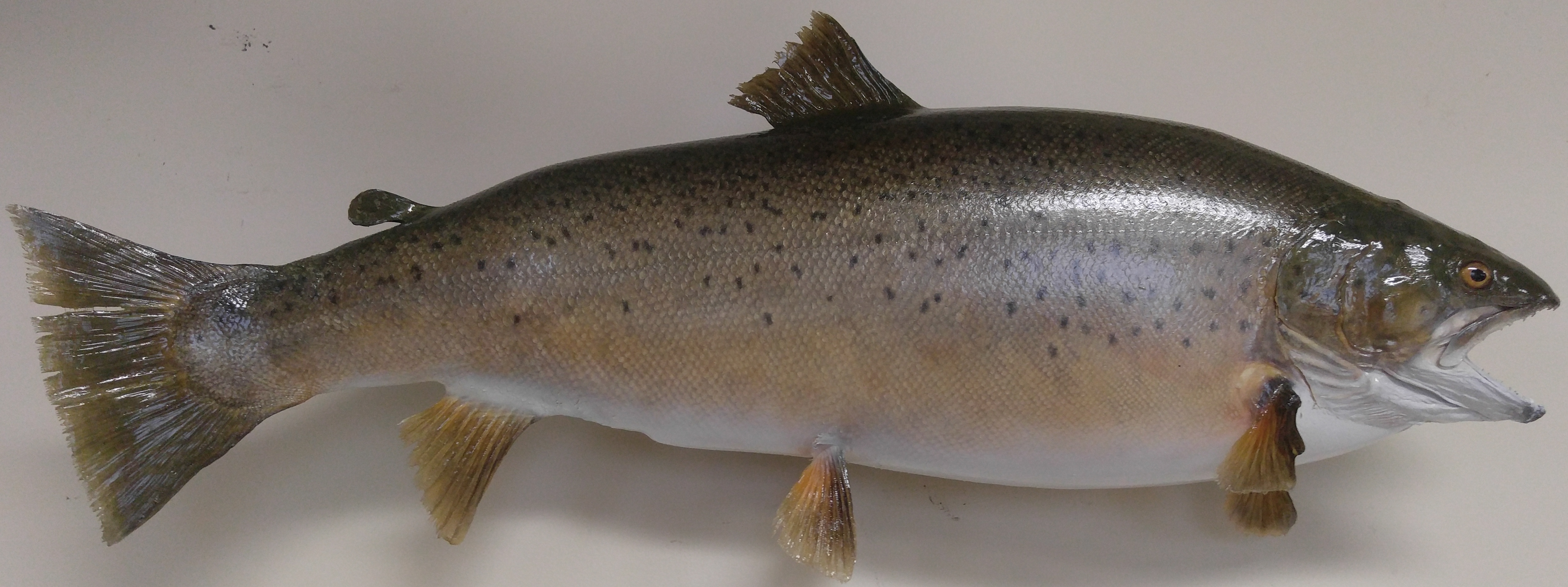 Joe Baresse Ontario Brown