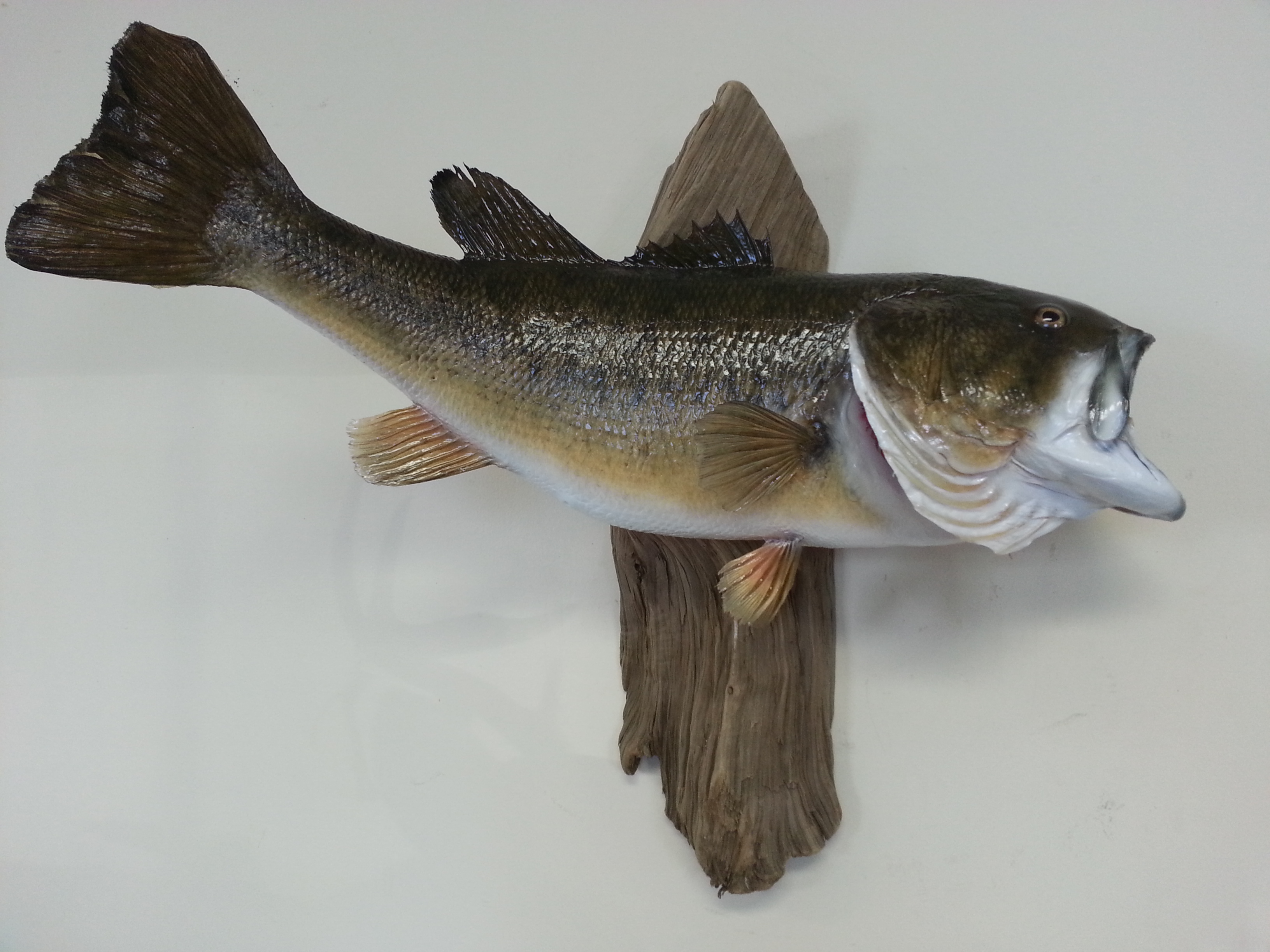 Matt Davis Largemouth Bass