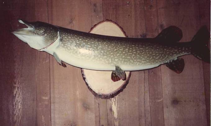 Northern Pike 1