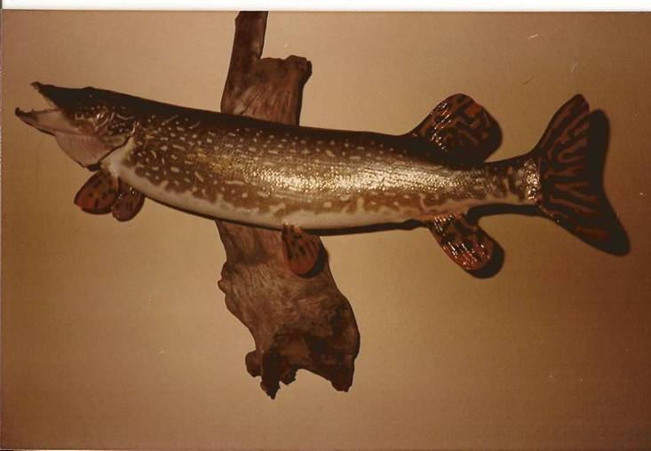 Northern Pike