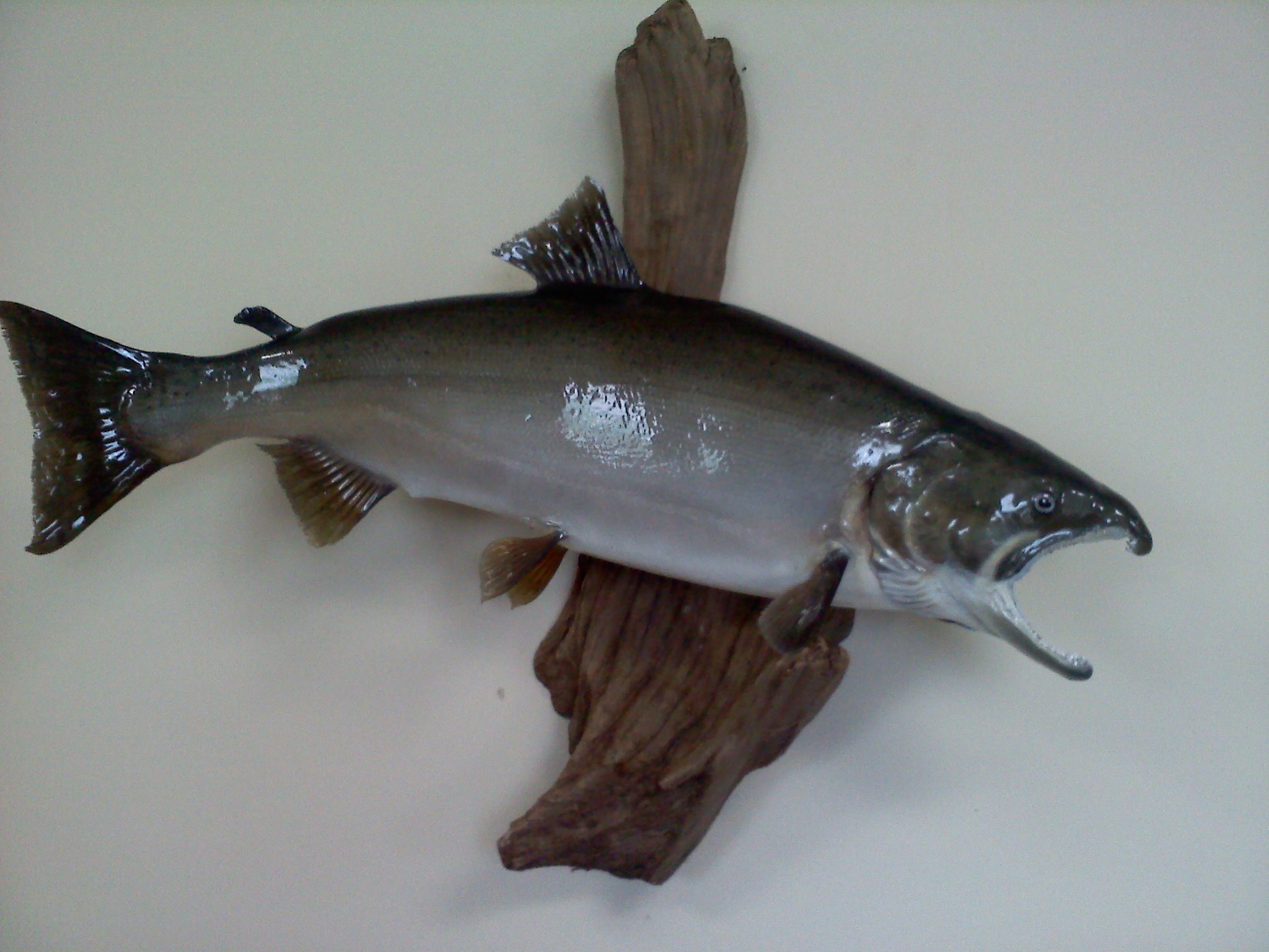 Pattison Salmon