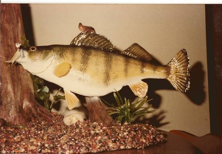 Perch1