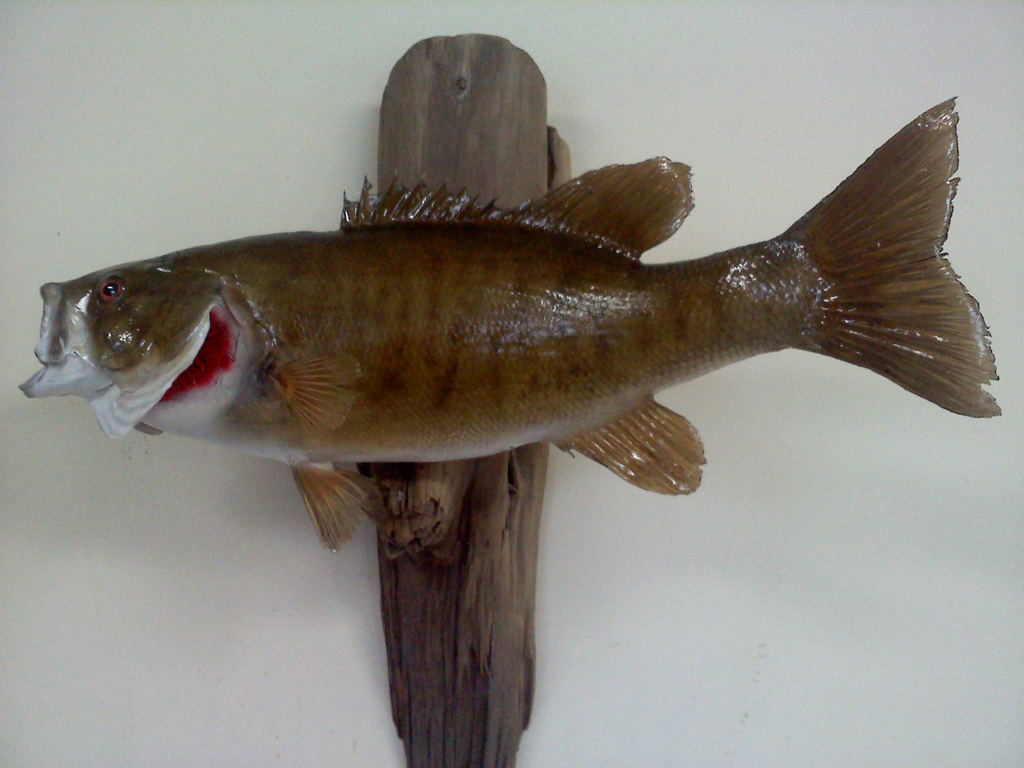 Ray Warner Smallmouth Bass