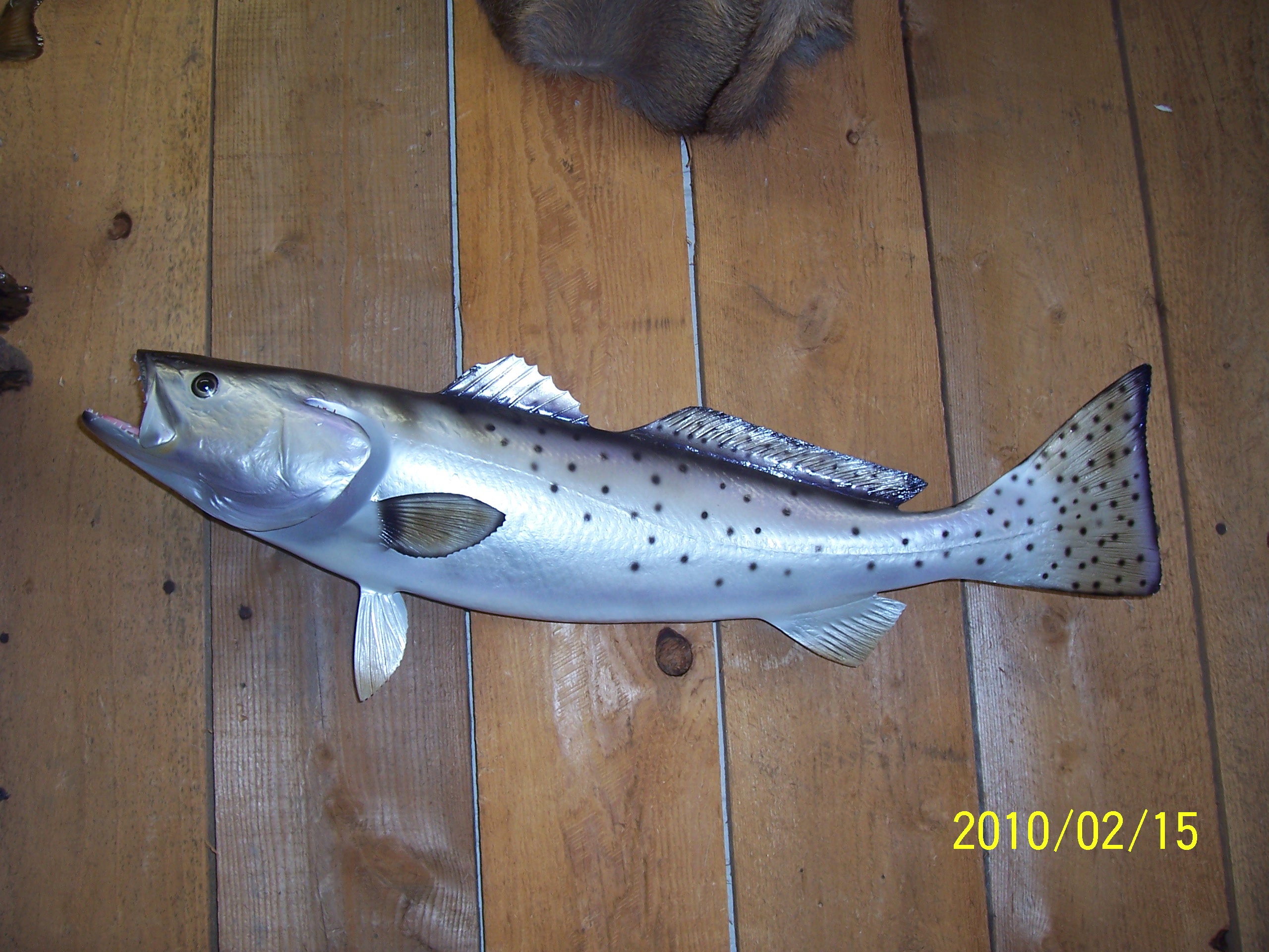 Reproduction Sea Trout