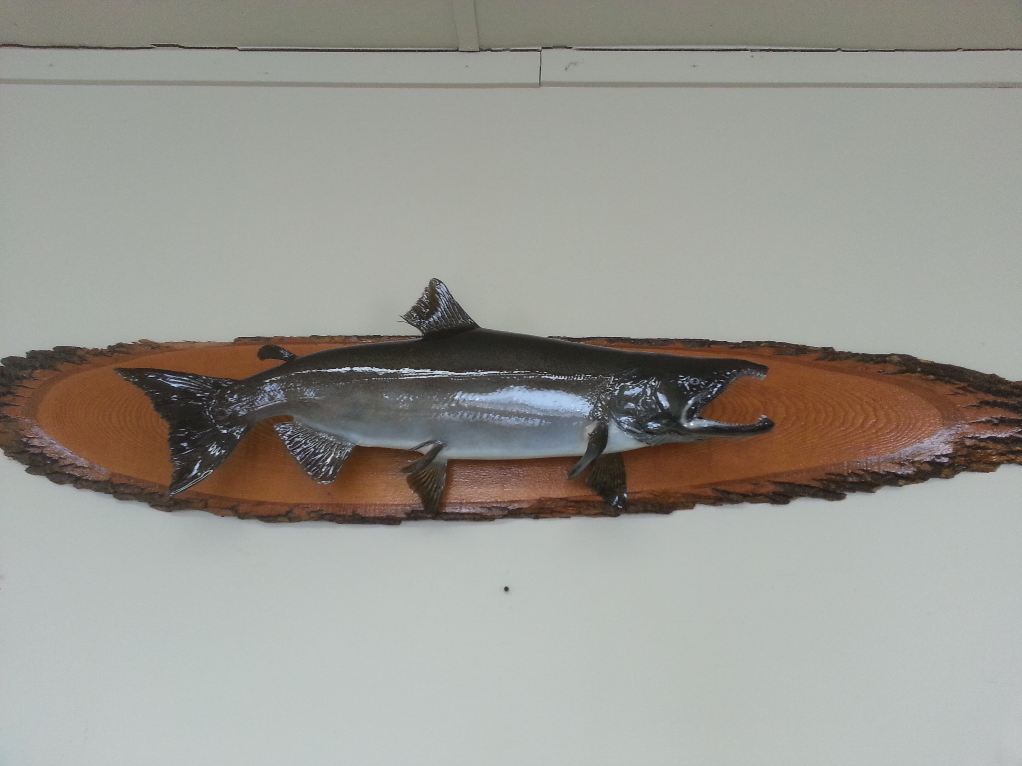 Robert Harkins King Salmon