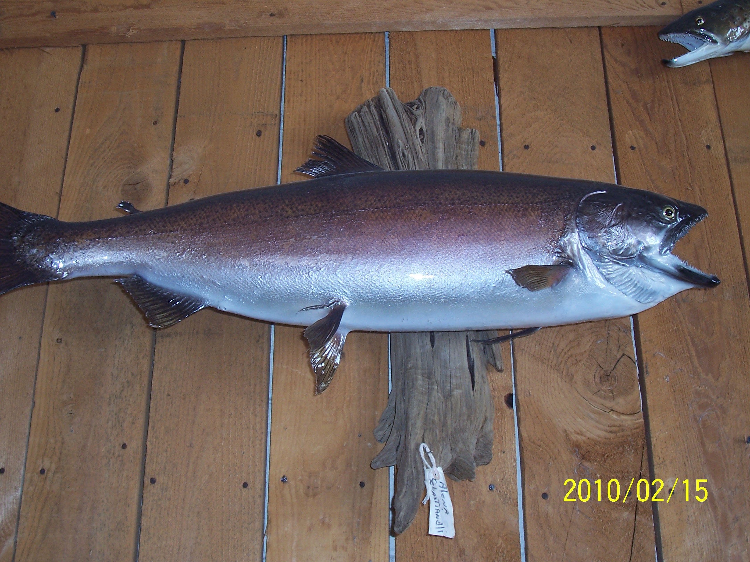 Salmon1